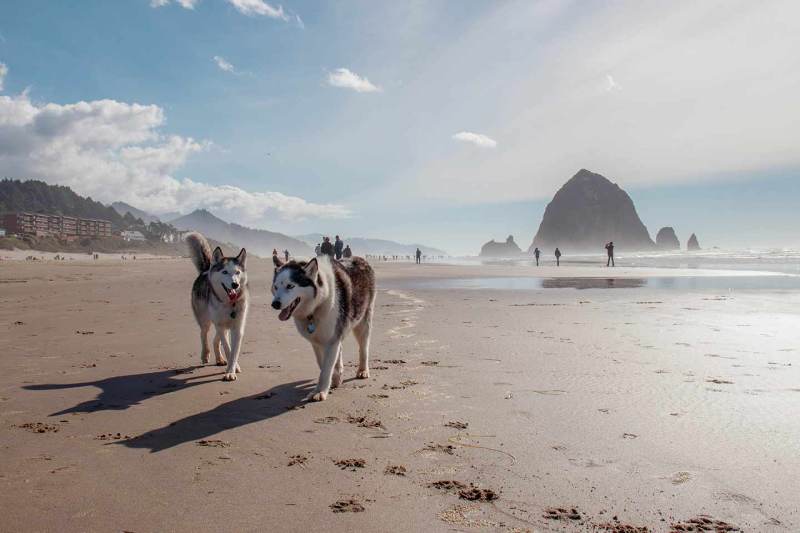 Beaches That Are Dog Friendly Near Me