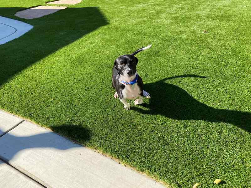 Best Dog Friendly Artificial Grass