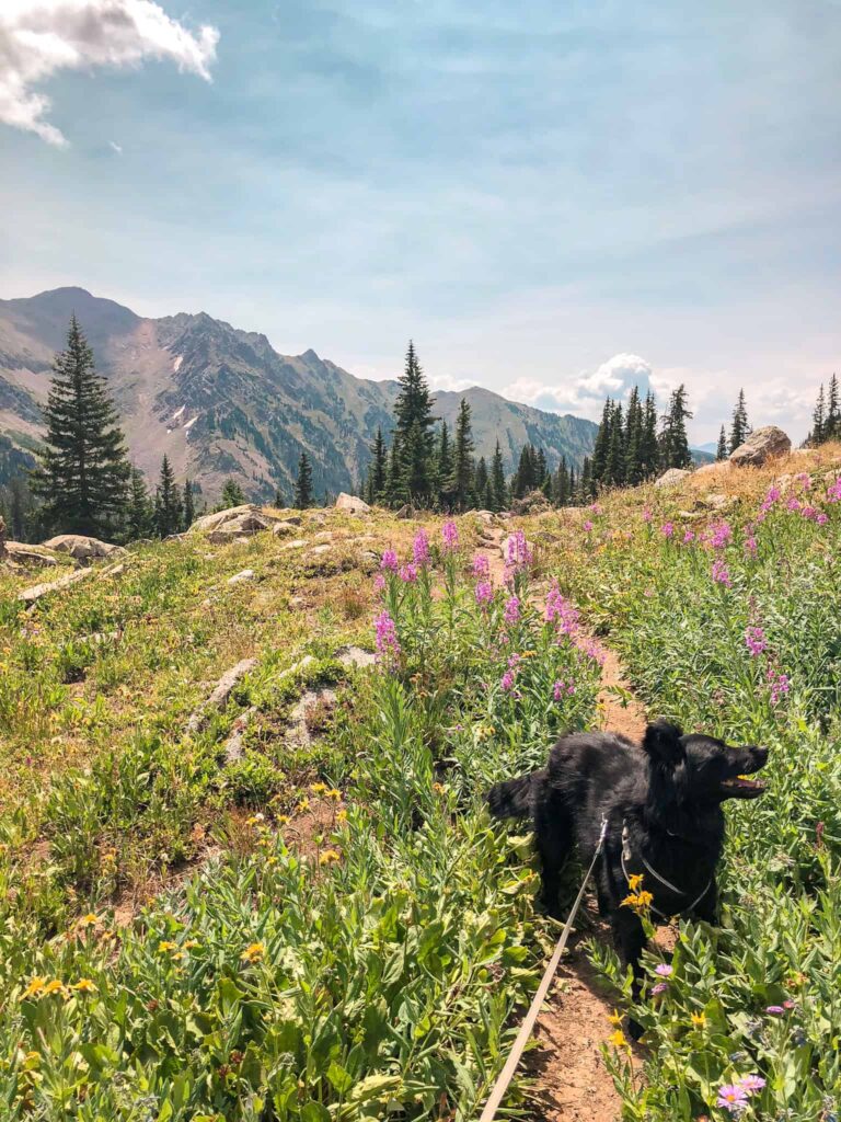 Best Dog Friendly Backpacking Trips