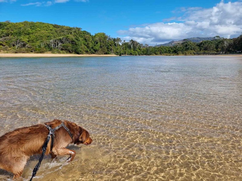 Best Dog Friendly Beach Holidays