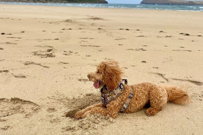 Best Dog Friendly Beaches Cornwall