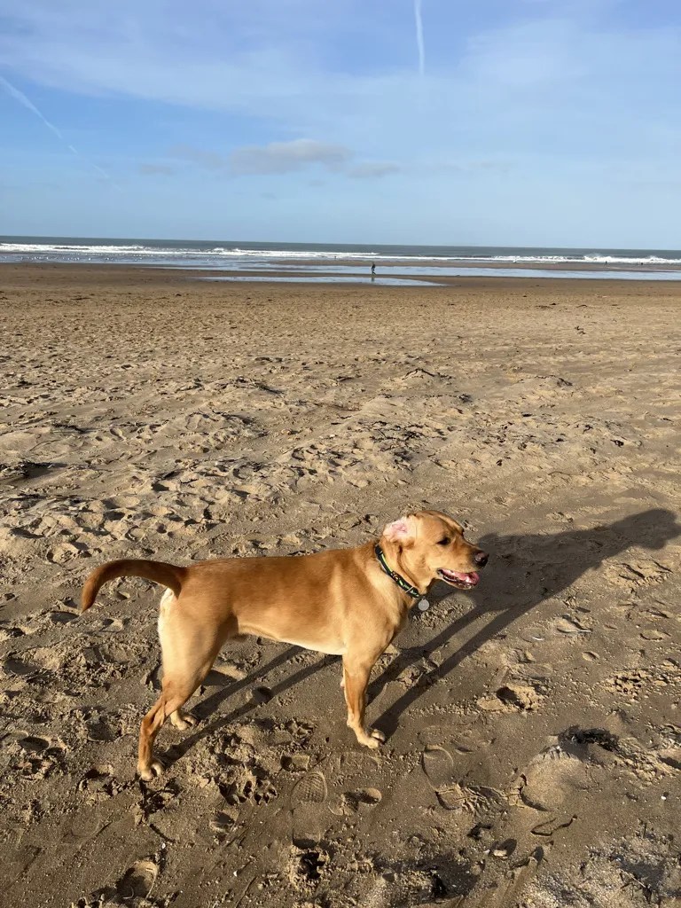 Best Dog Friendly Beaches Devon