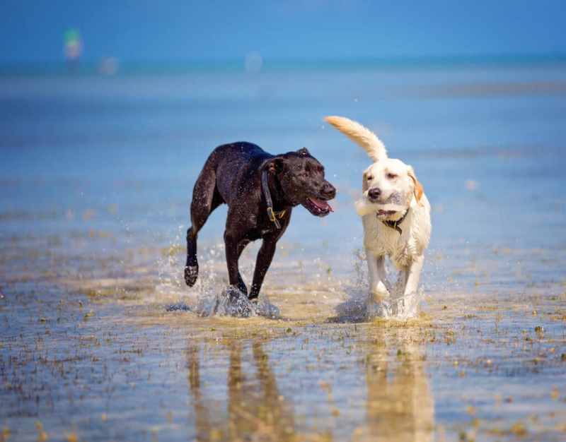 Best Dog Friendly Beaches In Florida