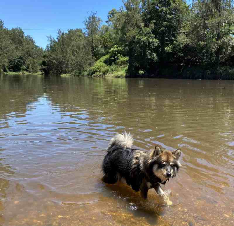 Best Dog Friendly Cafes Brisbane