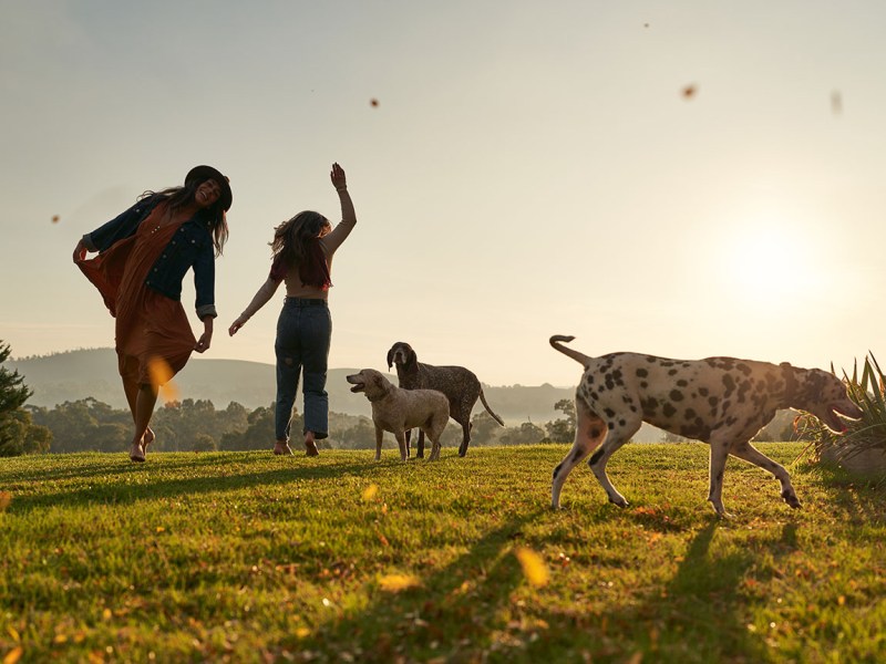 Best Dog Friendly Caravan Parks Victoria