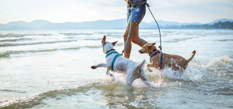 Best Dog Friendly Cities In Us