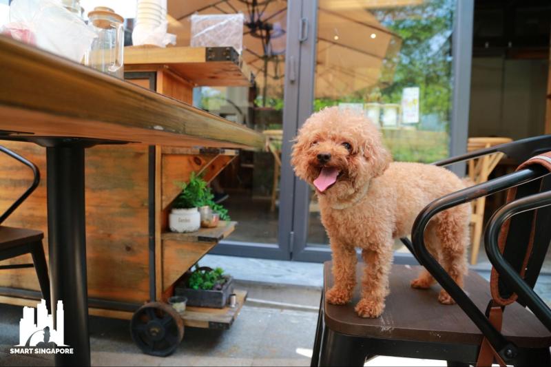 Best Dog Friendly Eateries Near Me