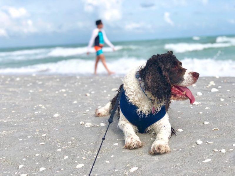 Best Dog Friendly Florida Beaches