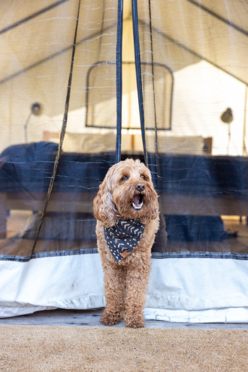 Best Dog Friendly Glamping