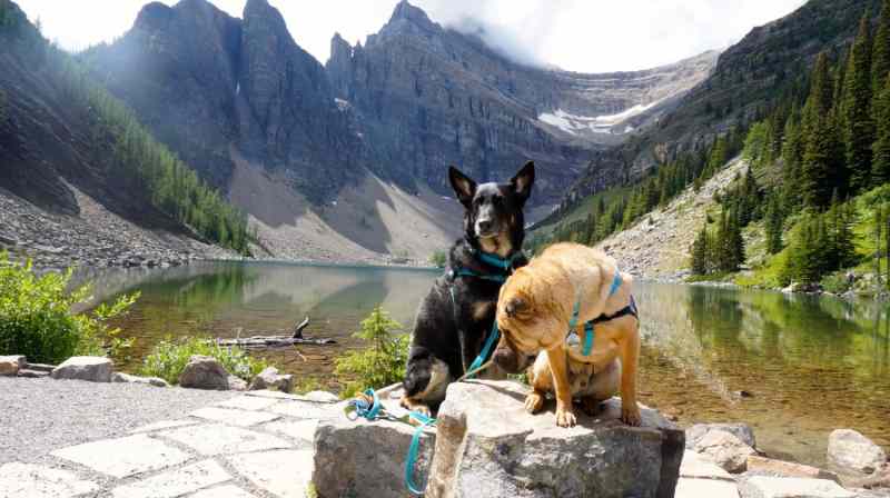 Best Dog Friendly Hikes Vancouver