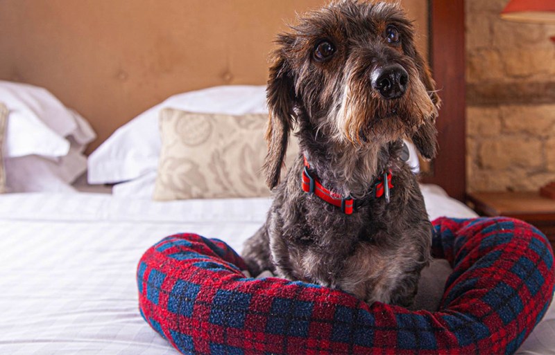 Best Dog Friendly Hotels Cotswolds