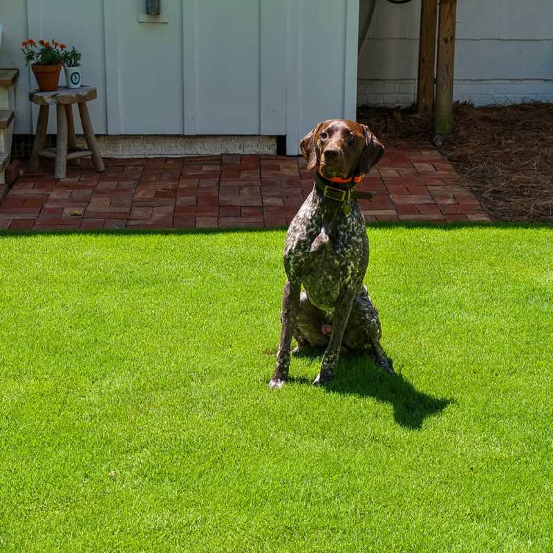 Best Dog Friendly Lawn Fertilizer