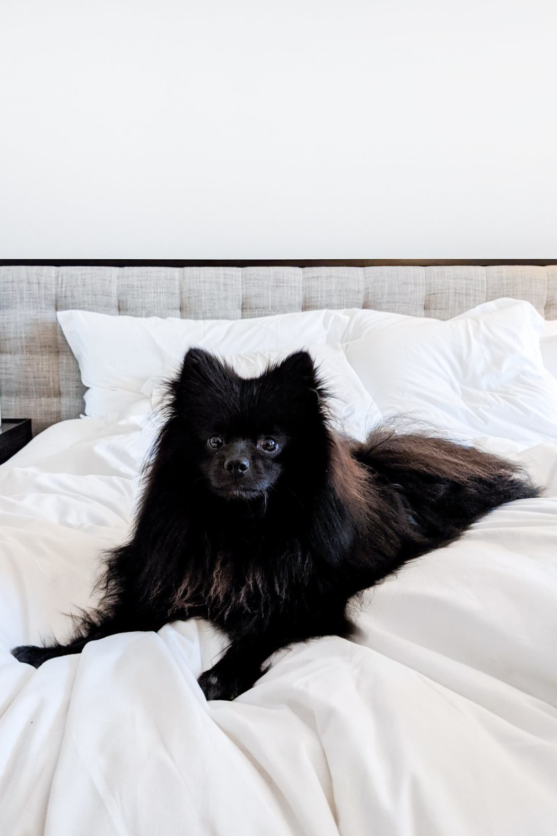 Best Dog Friendly Luxury Hotels Uk