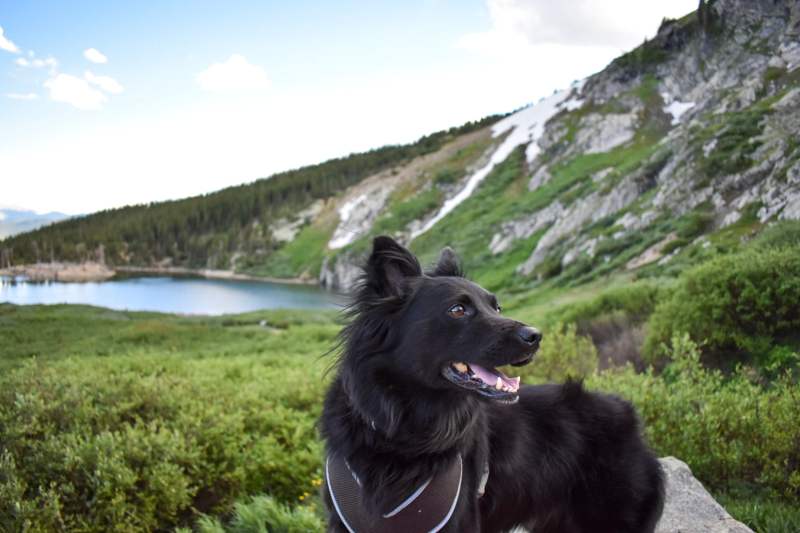 Best Dog Friendly Mountains Lake District