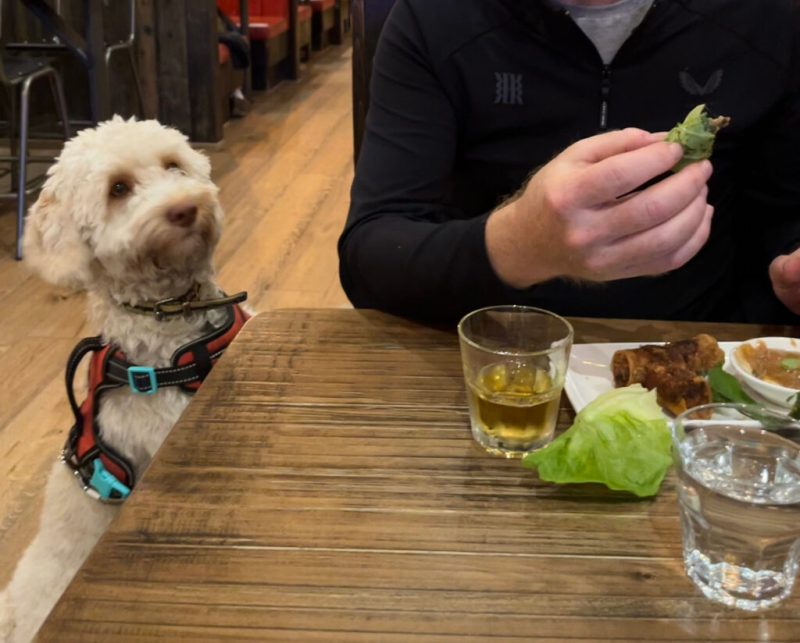 Best Dog Friendly Things To Do In London