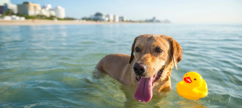 Best Dog Friendly Towns