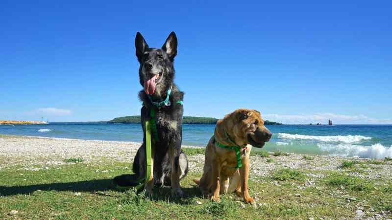 Best Dog Friendly Vacations Michigan