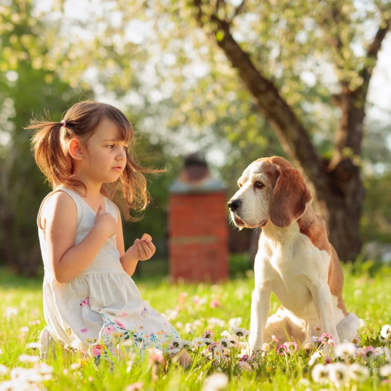 Best Dog Friendly Weed Killer