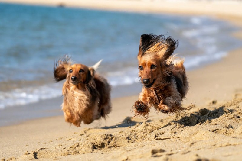 Best Dog Vacations East Coast