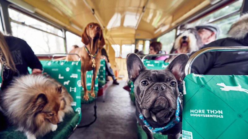 Day Trips With Dogs London