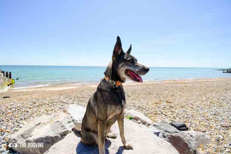 Dog Friendly Beaches In Florida West Coast