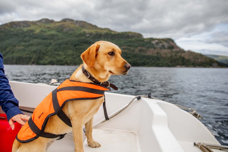 Dog Friendly Boat Trips Near Me