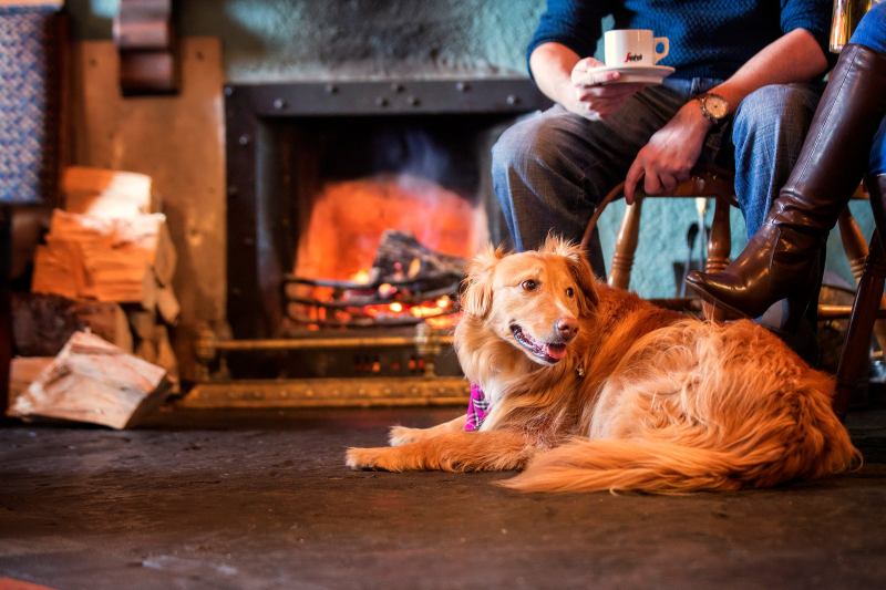 Dog Friendly Cafes And Pubs Near Me