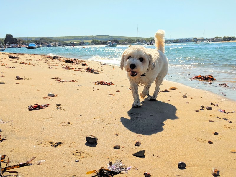 Dog Friendly Holidays By The Sea