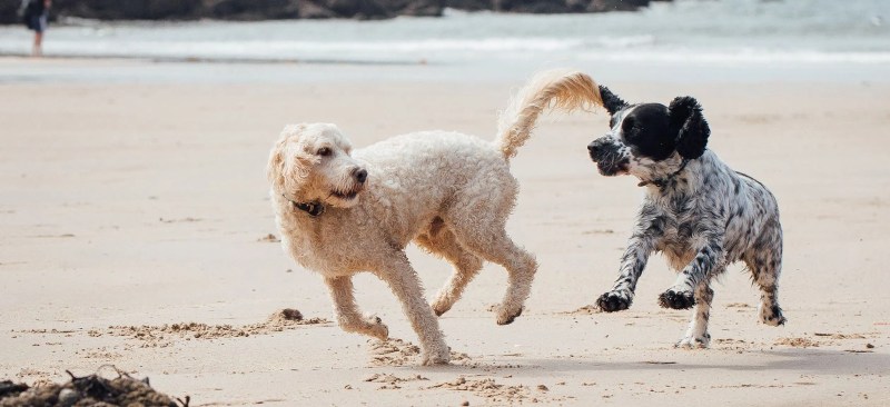 Dog Friendly Holidays East Sussex