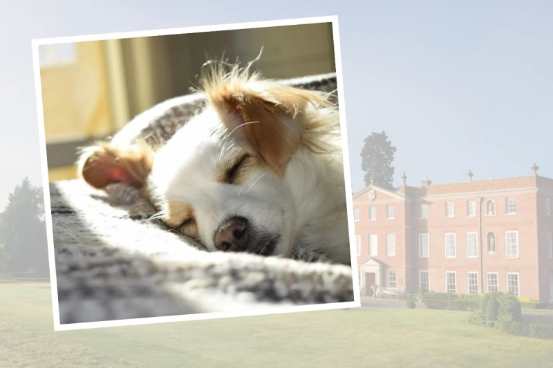 Dog Friendly Holidays Hampshire