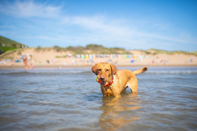 Dog Friendly Hotels Coastal Uk