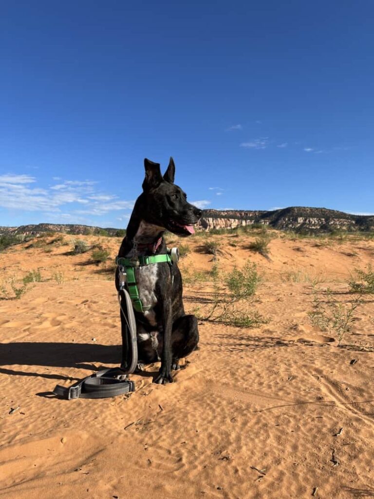 Dog Friendly Lodging Near Kanab Ut