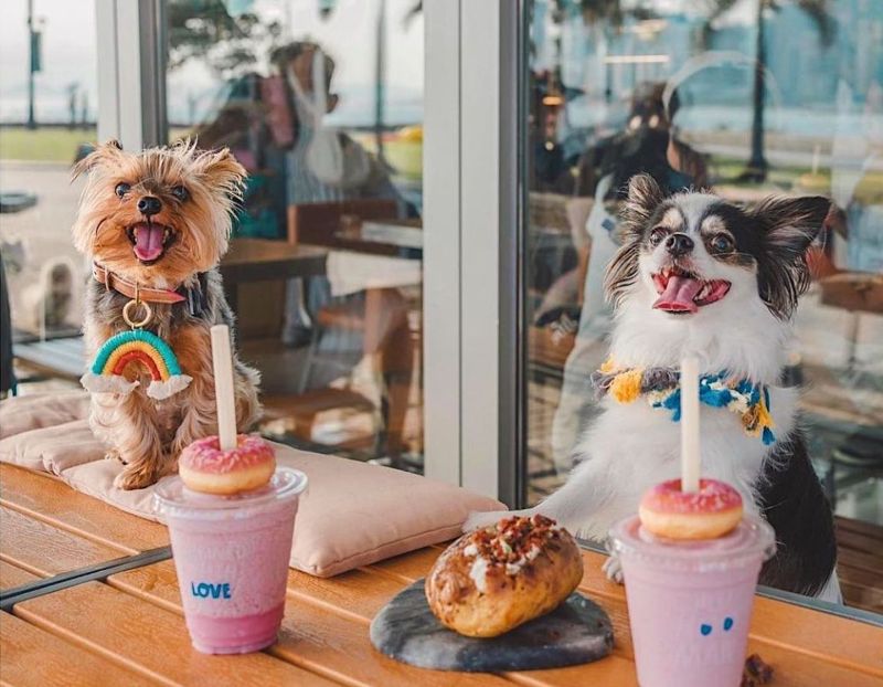 Dog Friendly Places Near Me To Eat