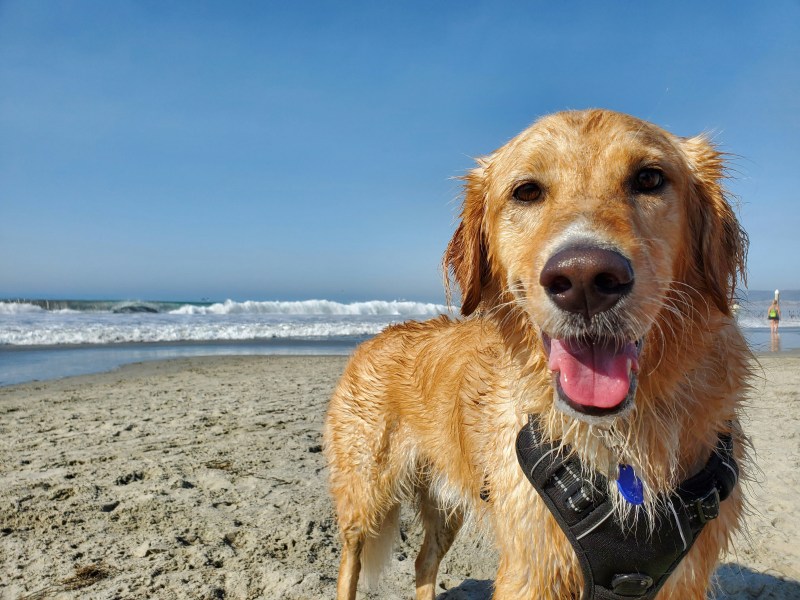 Dog Friendly Vacation Spots East Coast