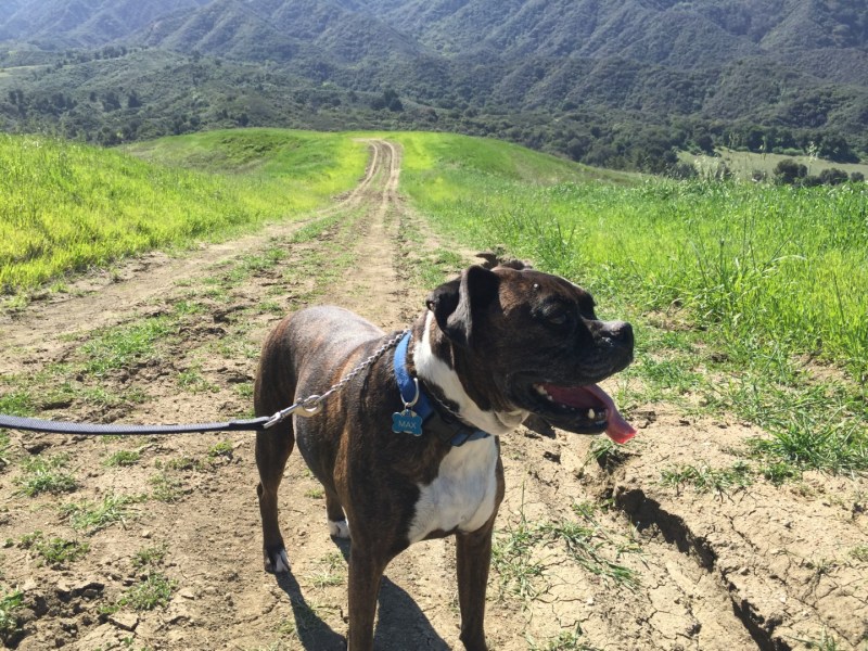 Dog Friendly Vacations In California