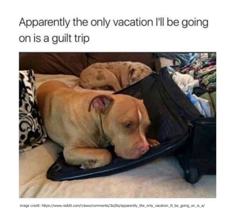 Where To Leave Your Pet While On Vacation