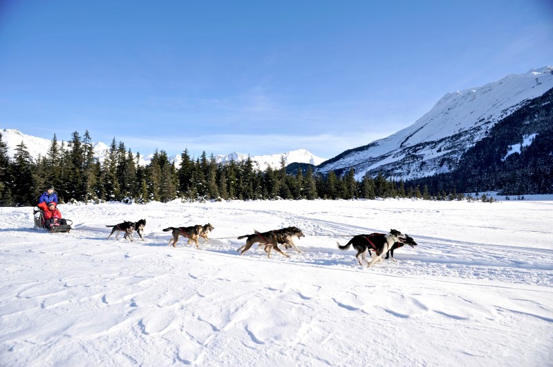 Winter Vacations With Dogs