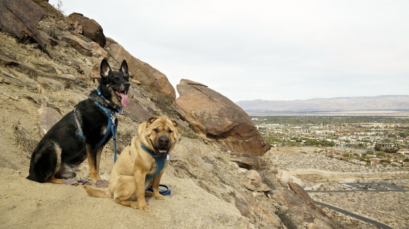 Best Day Trips With Dogs Near Me