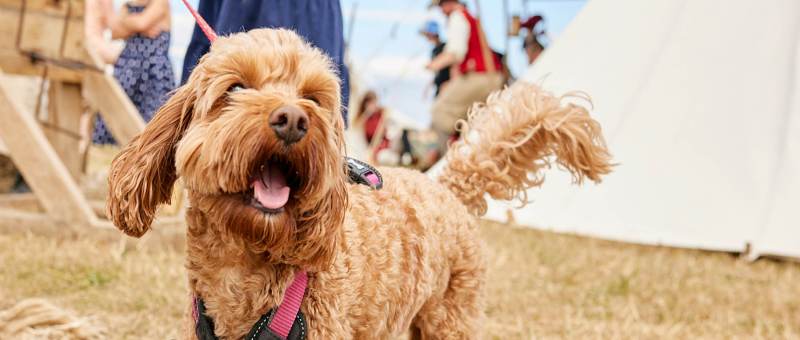 Best Dog Friendly Attractions Uk