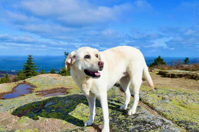 Best Dog Friendly Beach Resorts