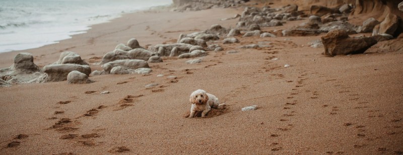 Best Dog Friendly Beaches Jurassic Coast