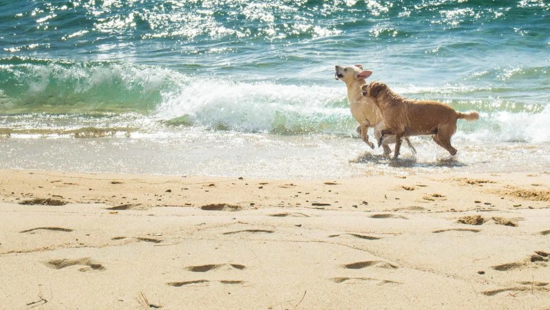 Best Dog Friendly Beaches Near Me