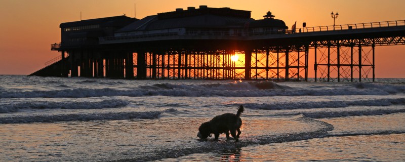 Best Dog Friendly Beaches Norfolk