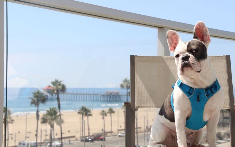 Best Dog Friendly Cities In The Us