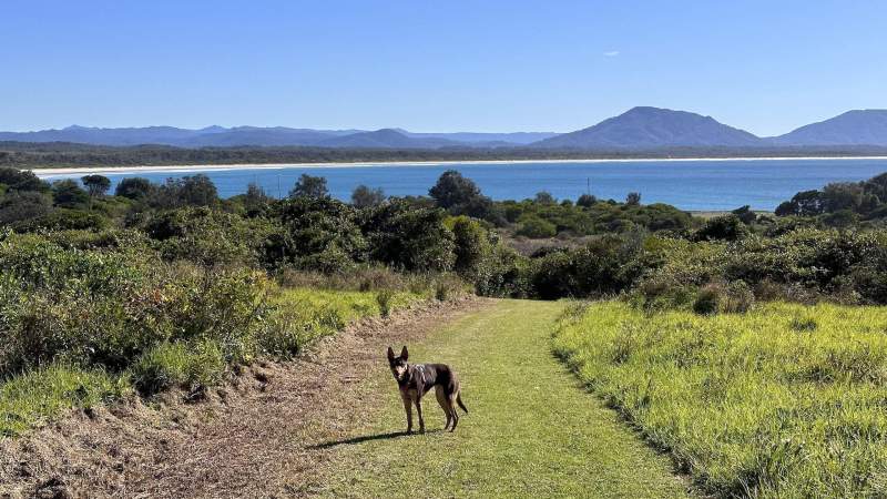 Best Dog Friendly Day Trips From Melbourne