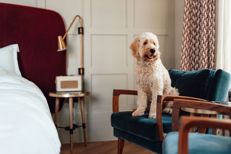 Best Dog Friendly Getaways From Nyc