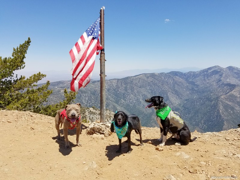 Best Dog Friendly Hikes Los Angeles