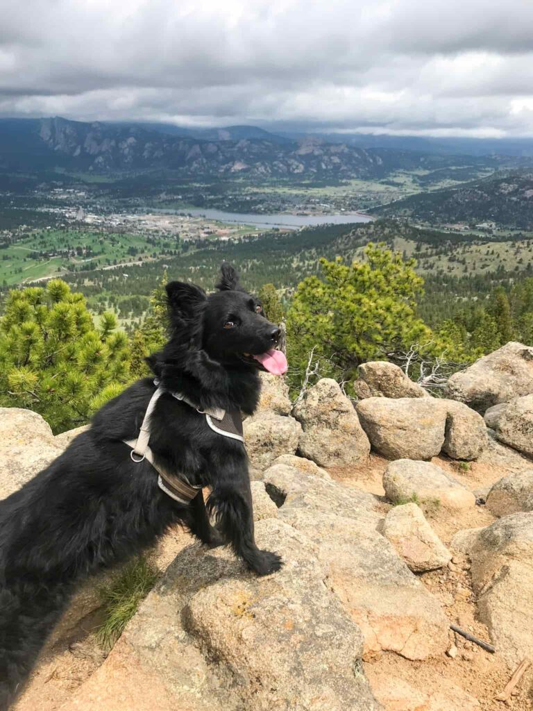 Best Dog Friendly Hikes Near Denver