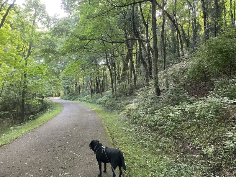 Best Dog Friendly Hiking Trails Near Me