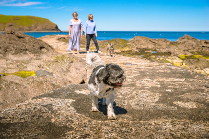 Best Dog Friendly Holidays In Scotland